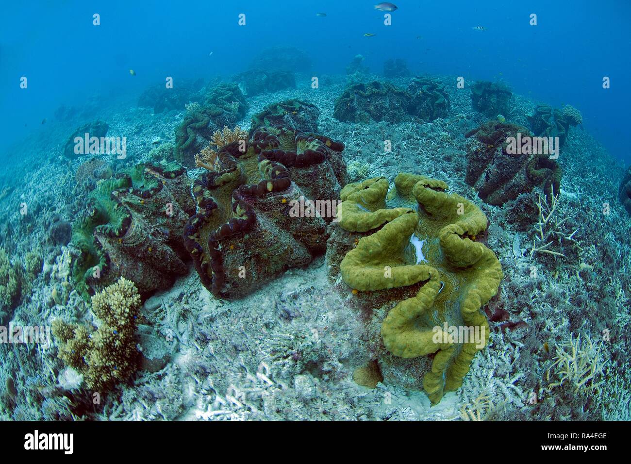 palau giant clams