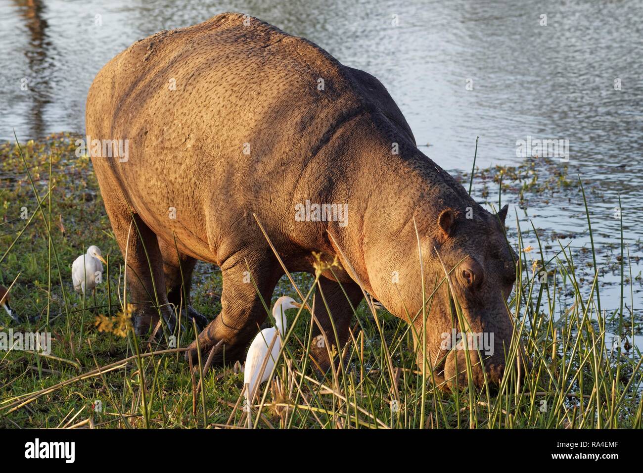 Hippopotamus (Hippopotamus amphibius), wading and grazing in the shallow water of the Sabie River, followed by two great egrets Stock Photo
