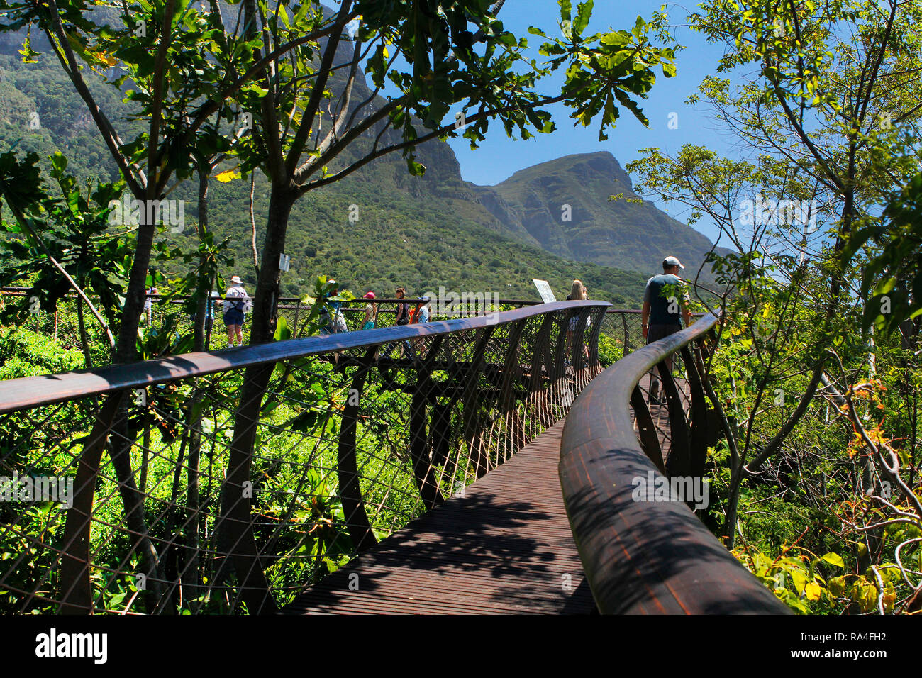 Visitors walking on the boomslang aerial walkway in Kirstenbosch National Botanical Garden in Cape Town, Western Cape Province, South Africa. Stock Photo