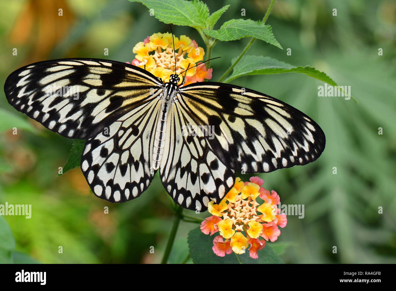 Large white tree nymph butterfly feeds on nectar in the gardens. Stock Photo