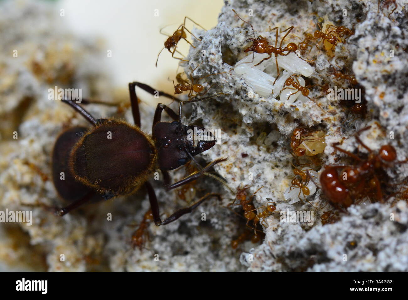 Leaf cutter Queen ant surveys her colony. Stock Photo