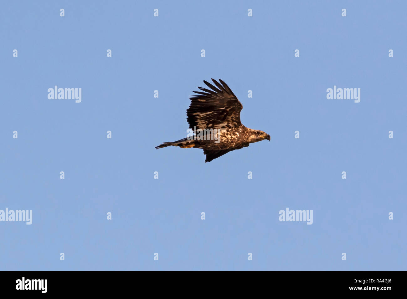 Bird juvenile bald eagle at a California lake Stock Photo - Alamy