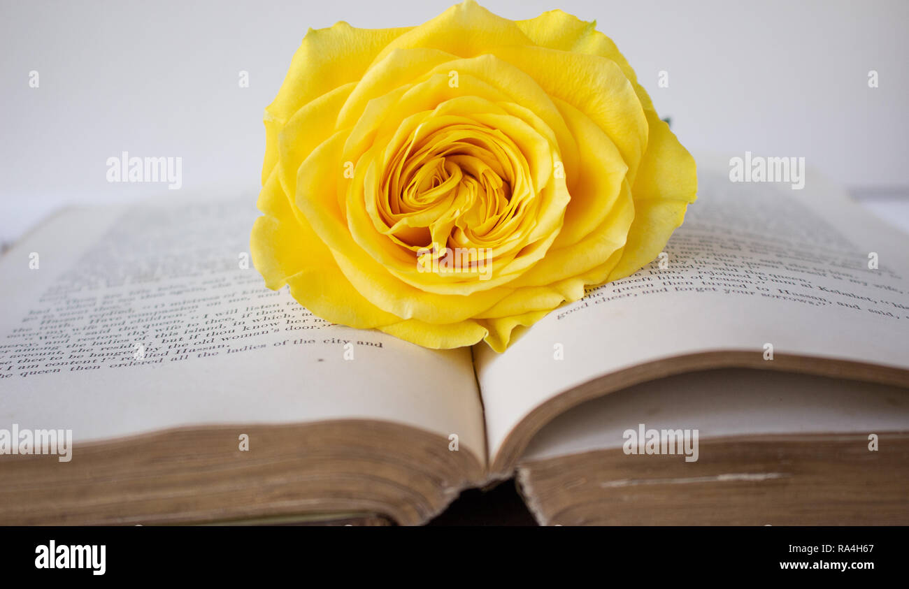 Rose Book Stock Photo