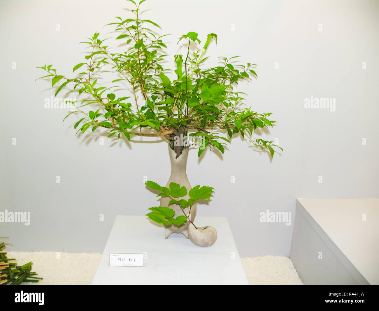 Ikebana. Dwarf trees in pots Houseplants Dwarf trees in pots Stock