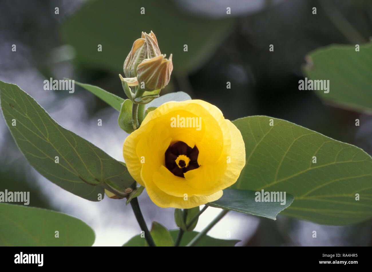 Hibiscus Tiliaceus Rubra (Common Name – Cottonwood) Stock Photo