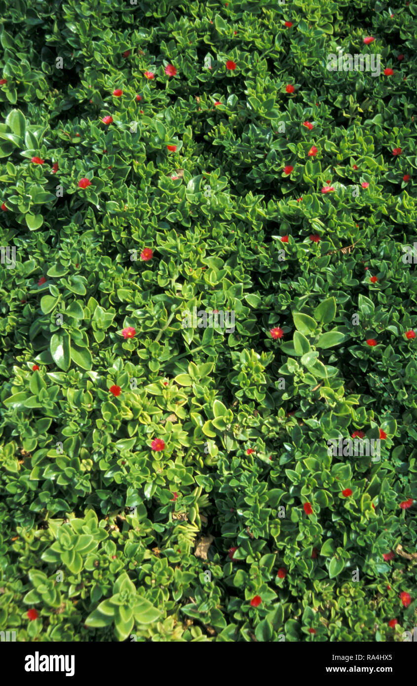 BABY SUN ROSE OR HEARTLEAF ICEPLANT (APTENIA CORDIFOLIA SYN MESEMBRYANTHEMUM CORDIFOLIUM, LITOCARPUS CORDIFOLIUS, TETRACOILANTHUS CORDIFOLIUS) Stock Photo