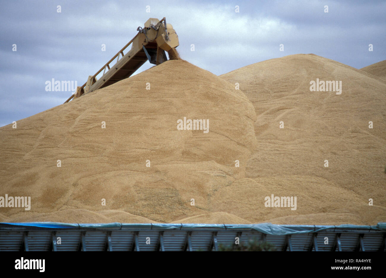 WHEAT GRAIN FOR EXPORT TO ADELAIDE, STANSBURY, SOUTH AUSTRALIA Stock