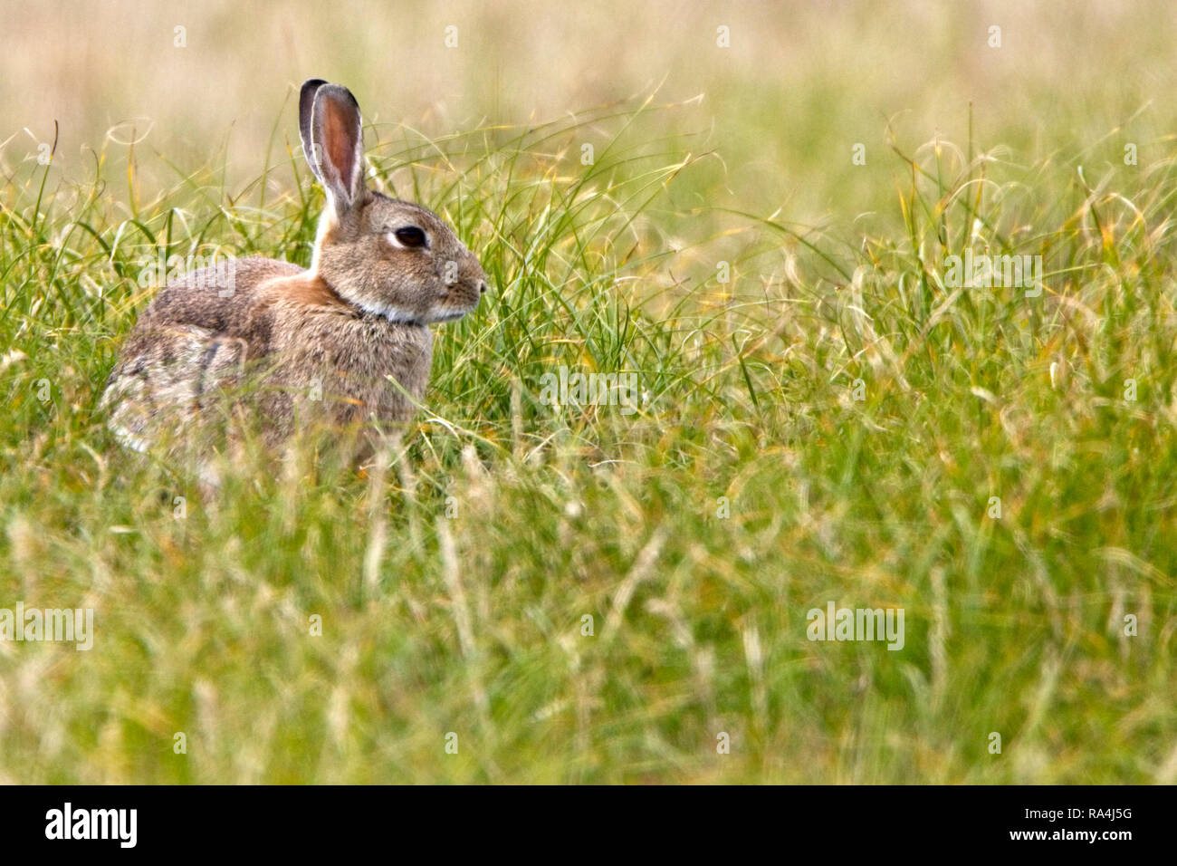 Common Rabbit England European Rabbit, (Oryctolagus cuniculus), in the grass, Marazion ...