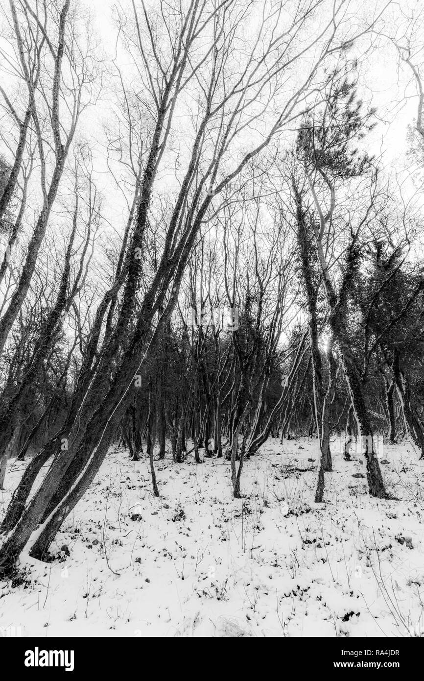 Trees with snow in winter Stock Photo - Alamy