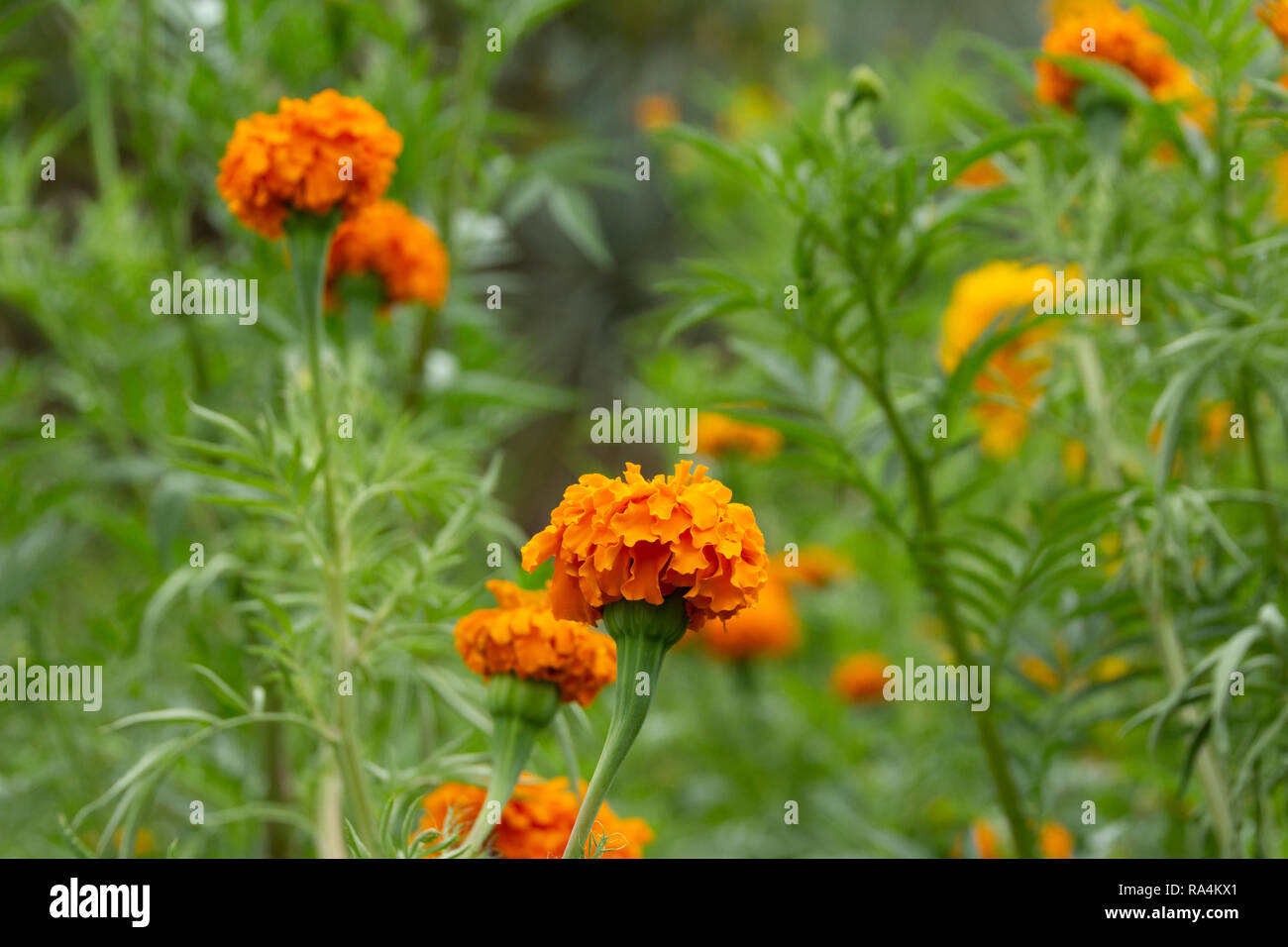Detail photograph of some traditional marigold cempasuchil mexican flowers  Stock Photo - Alamy