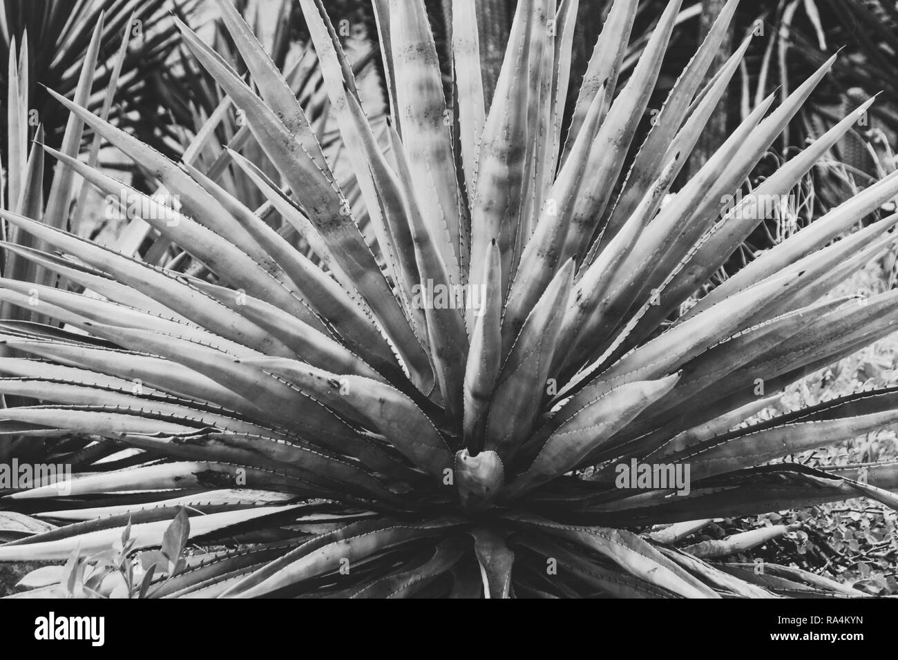 Detail of some maguey plants Stock Photo