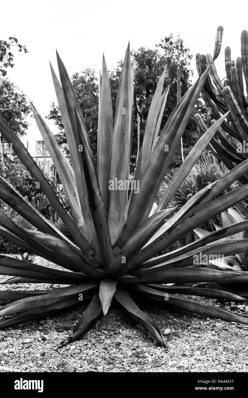 Detail of some maguey plants Stock Photo