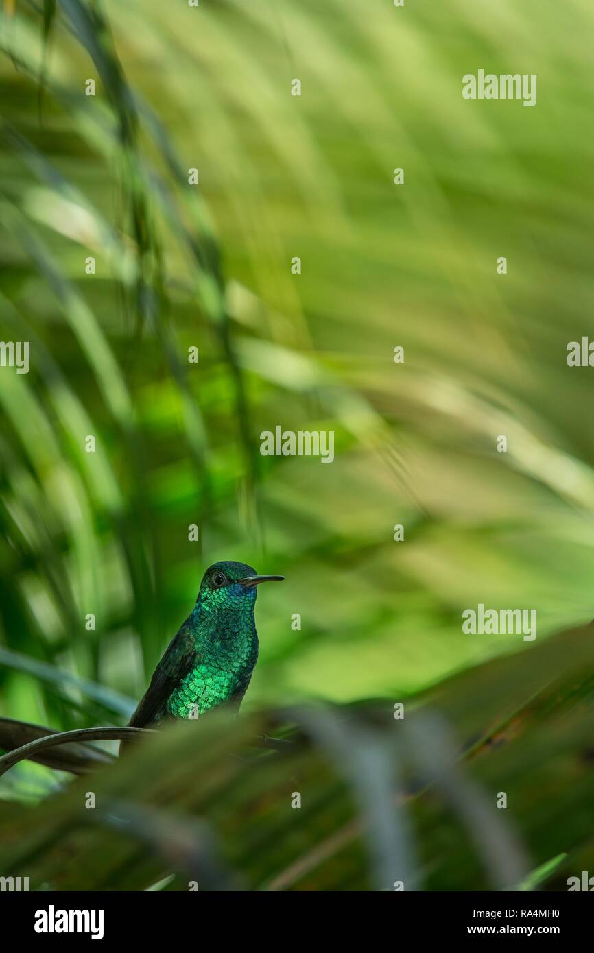 Copper-rumped Hummingbird sitting on branch in garden, palm leaves in background, bird from caribean tropical forest, Trinidad and Tobago, beautiful t Stock Photo