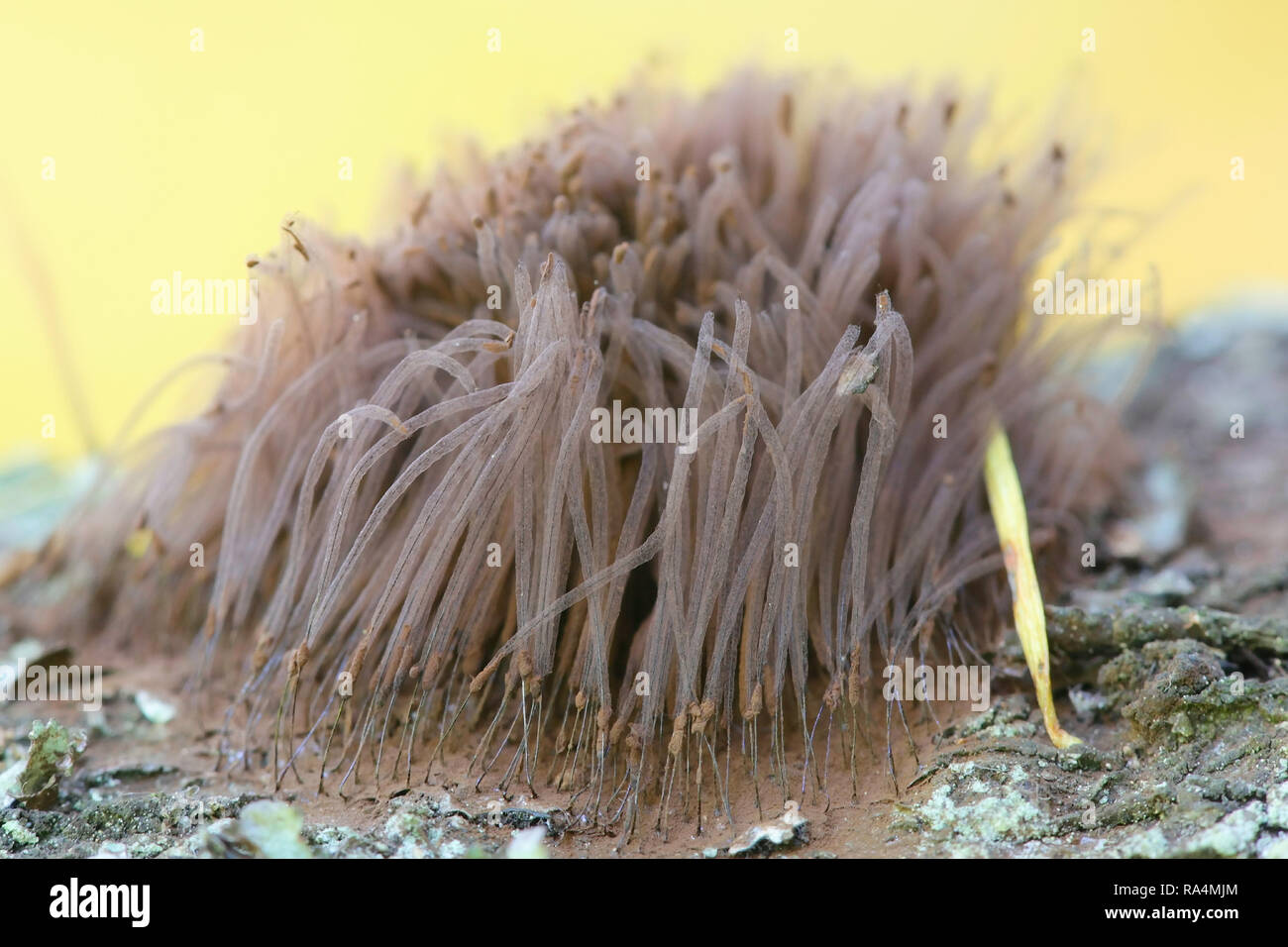 Tube slime mold, Stemonitis sp Stock Photo