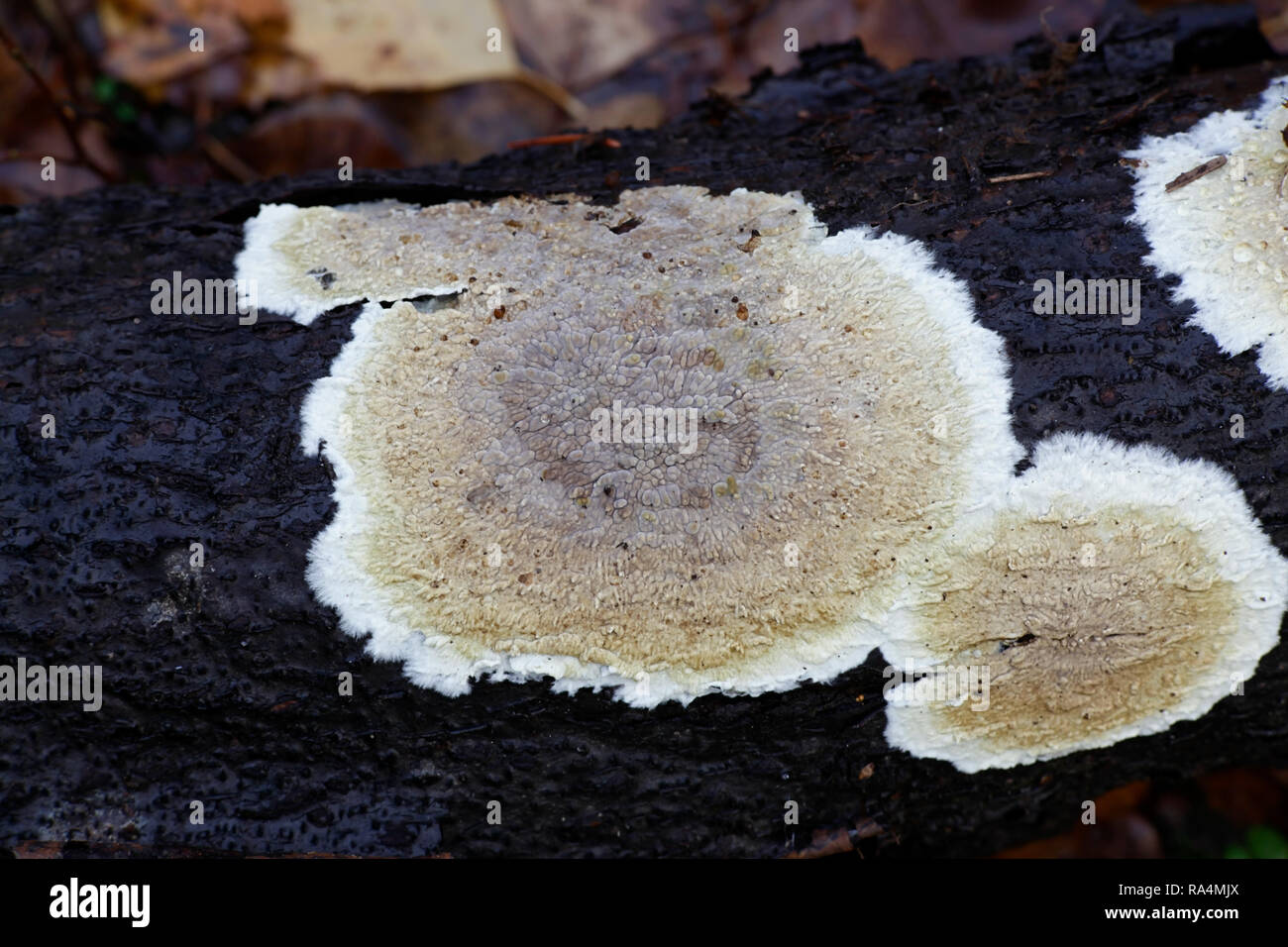 Coniophora puteana, commonly called the cellar fungus Stock Photo Alamy