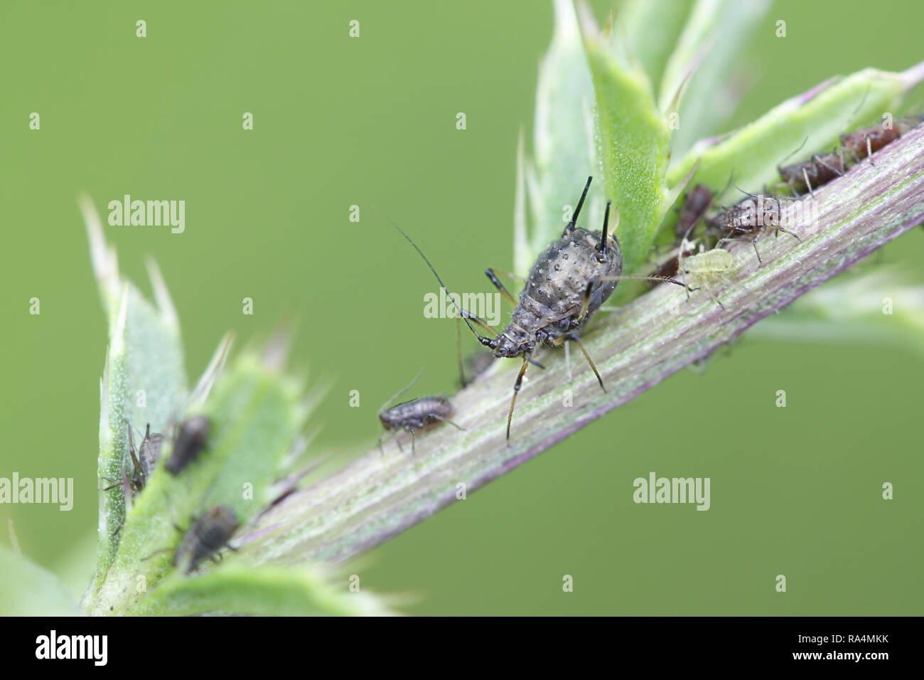 Aphids sucking and feeding on creeping thistle Stock Photo