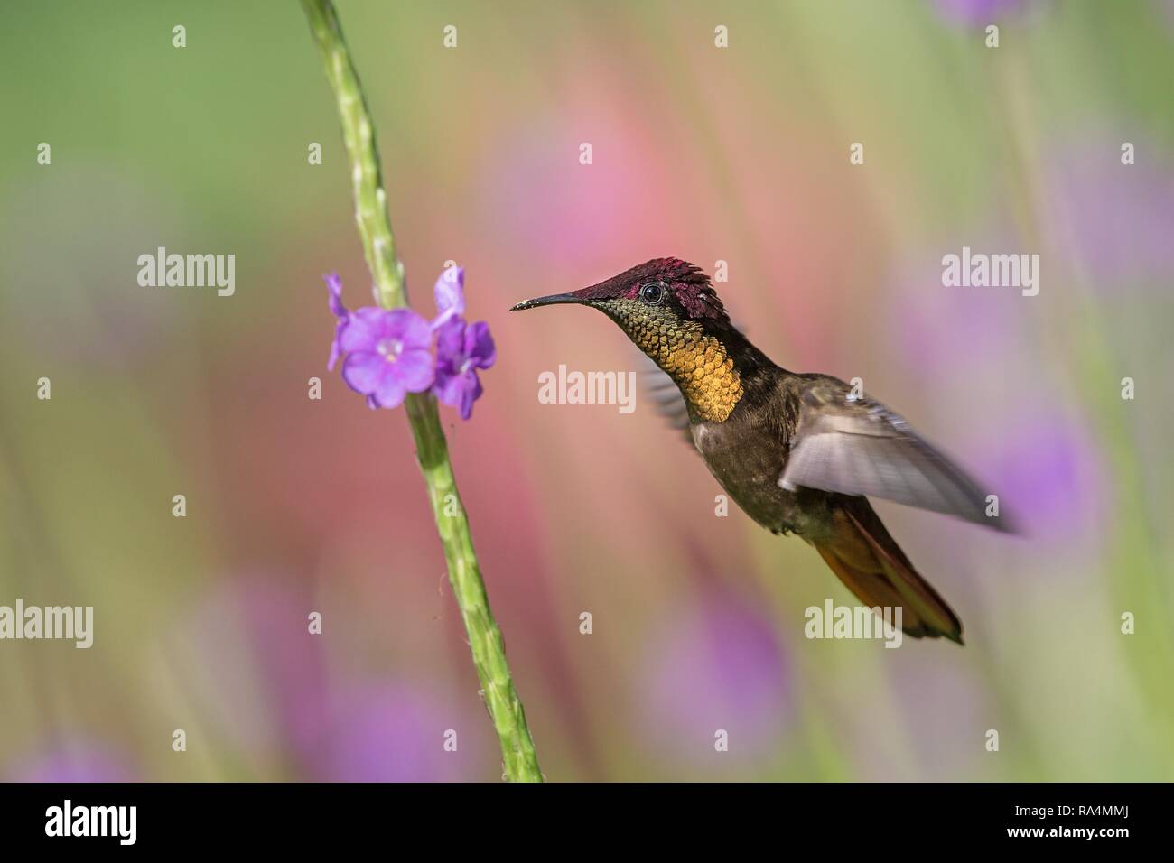 Ruby topaz (Chrysolampis mosquitus) hovering next to violet flower, bird in flight, caribean Trinidad and Tobago, natural habitat, hummingbird with re Stock Photo