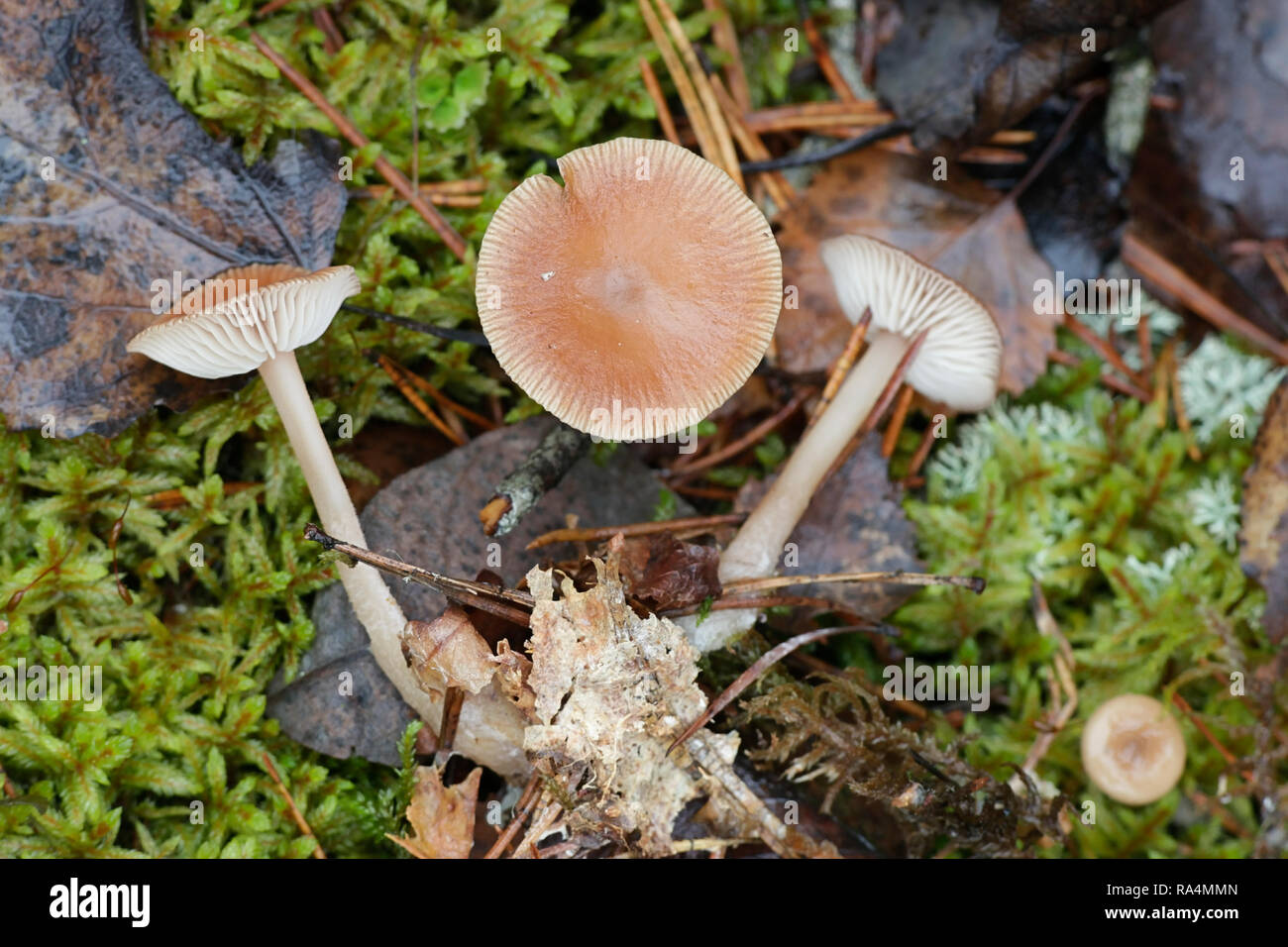 Pine toughshank, Collybia putilla Stock Photo