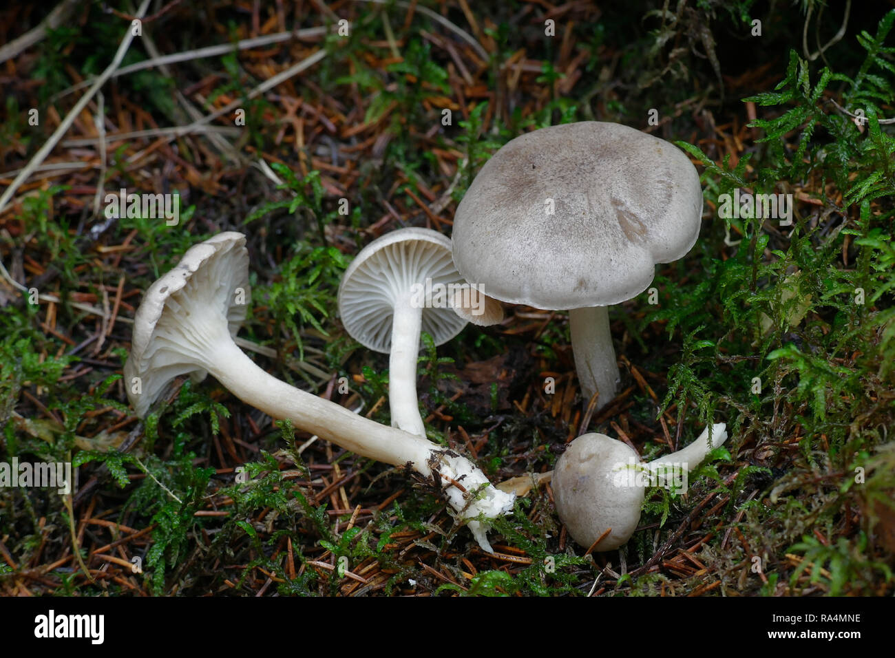 Hygrophorus agathosmus, commonly known as the gray almond waxy cap or the almond woodwax Stock Photo