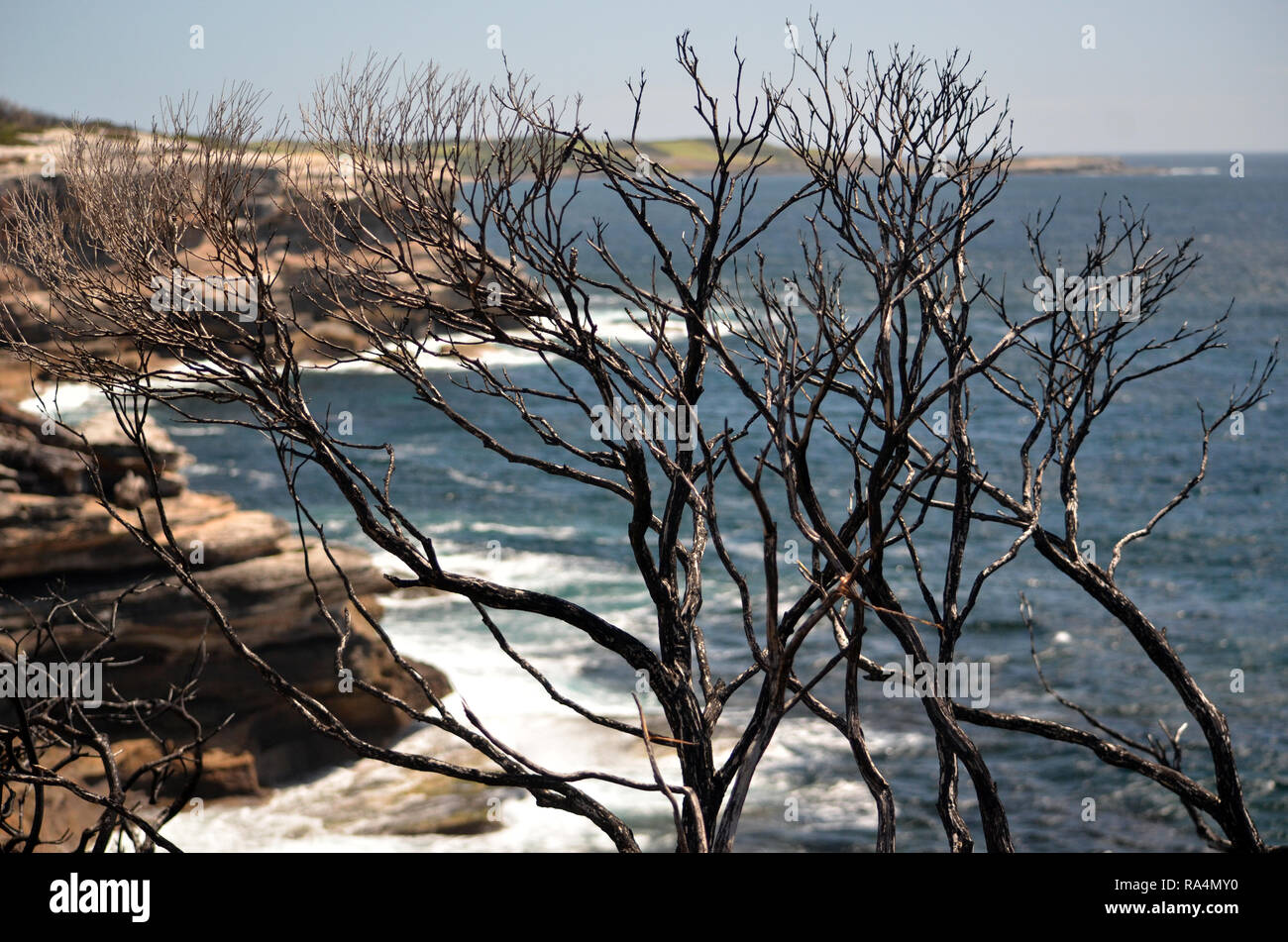 Burnt and blackened trees on coastal sandstone plateau at Cape Solander after a bushfire in Sydney, NSW, Australia. Stock Photo