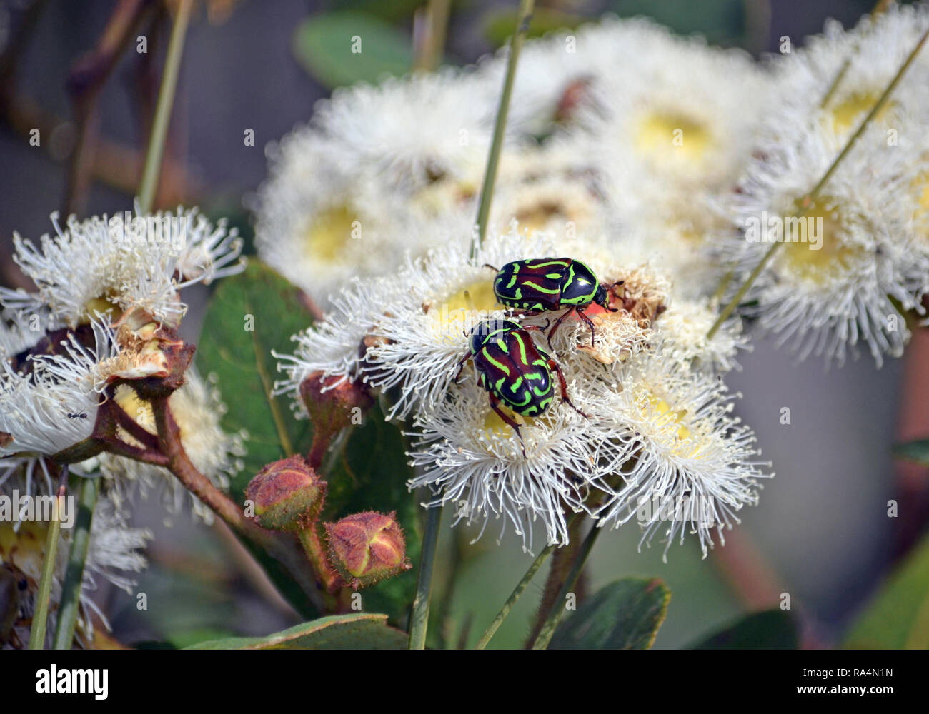 Australian native Fiddler Beetle, Eupoecila australasiae, family Scarabaeidae, feeding on nectar of Angophora hispida blossoms, Royal National Park Stock Photo
