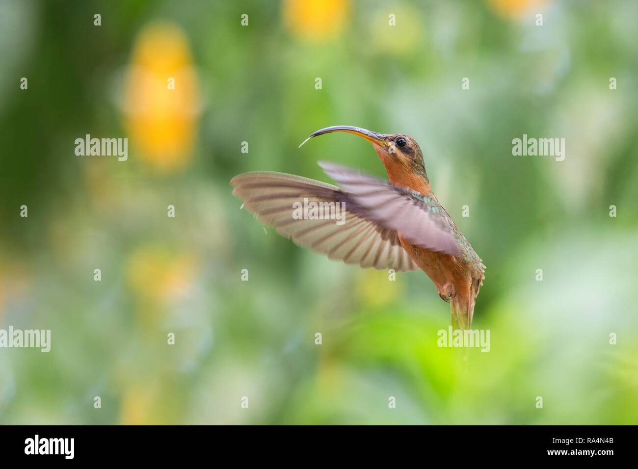 Rufous-breasted hermit (Glaucis hirsutus) hovering in the air, caribean tropical forest, Trinidad and Tobago, bird on colorful clear background,beauti Stock Photo