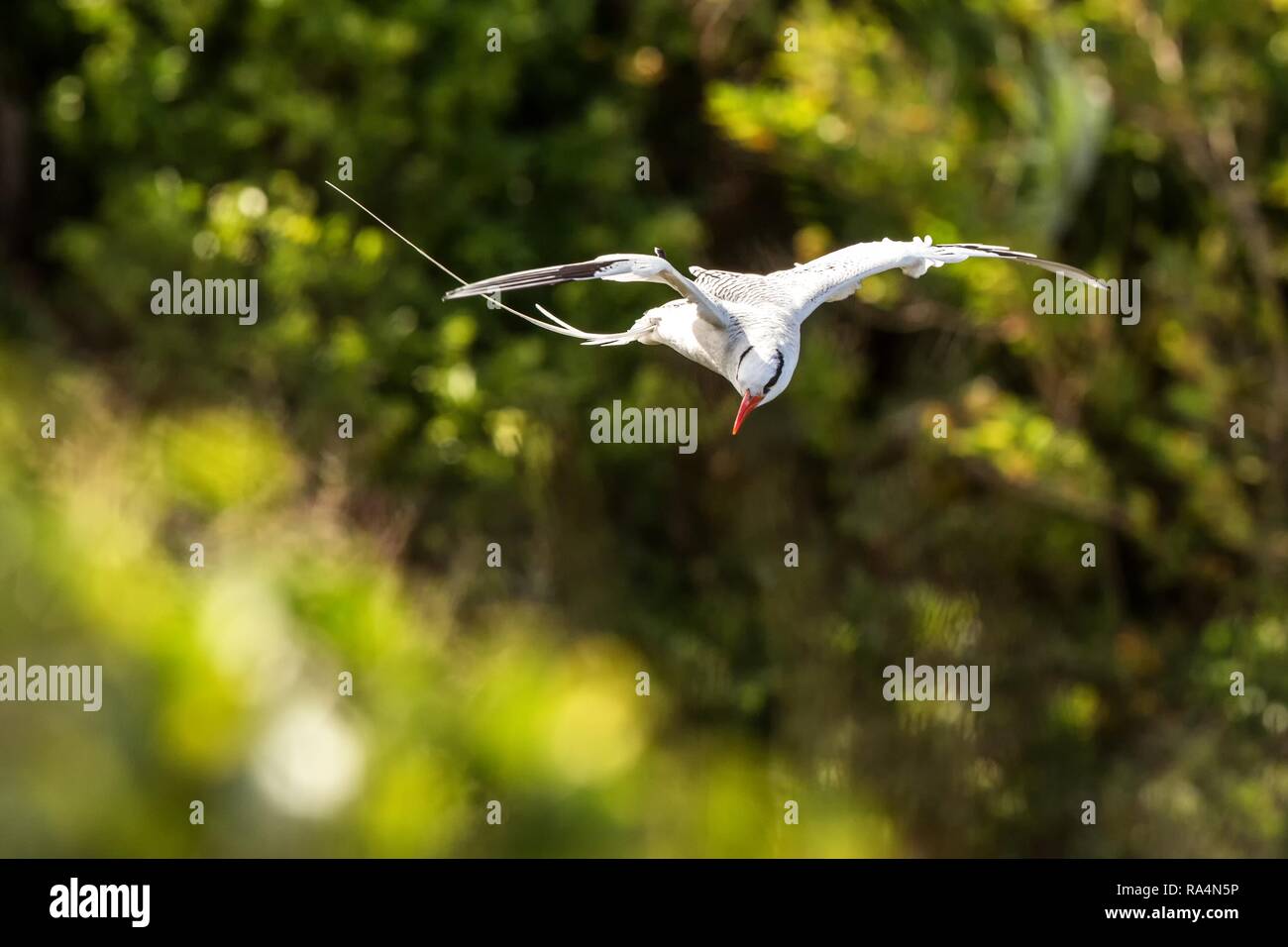 Red-billed tropicbird (Phaethon aethereus) flying over the Pacific ocean near Tobago Island, beautiful white bird with greem leaves in background, bir Stock Photo