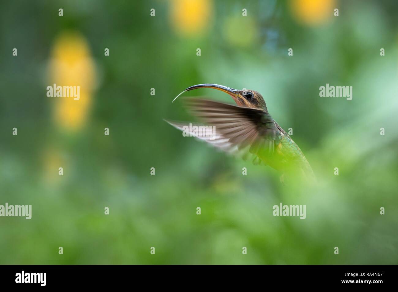 Rufous-breasted hermit (Glaucis hirsutus) hovering in the air, caribean tropical forest, Trinidad and Tobago, bird on colorful clear background,beauti Stock Photo