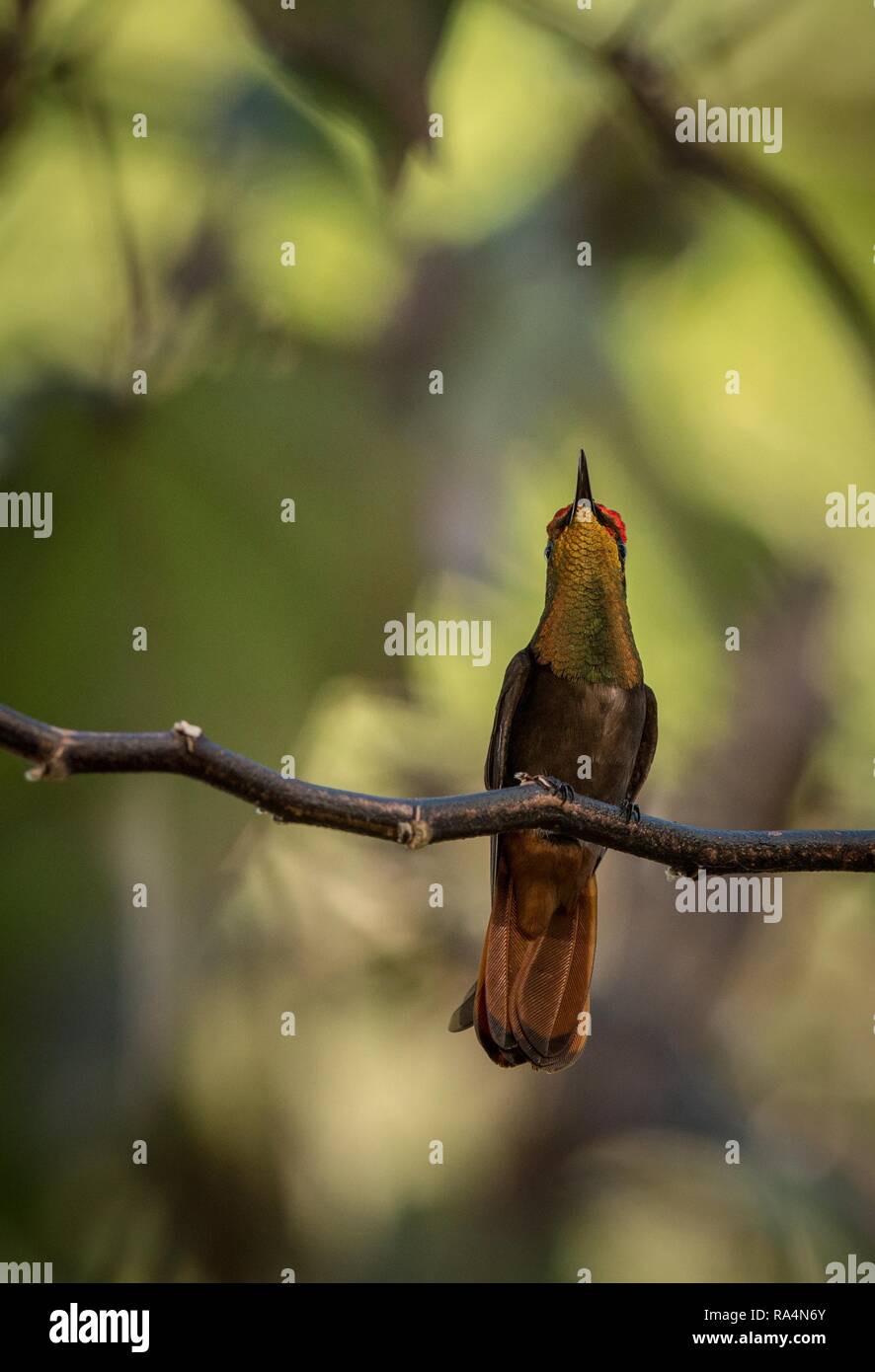 Ruby topaz (Chrysolampis mosquitus) sitting on branch, bird from caribean tropical forest, Trinidad and Tobago, beautiful colorful hummingbird with ye Stock Photo