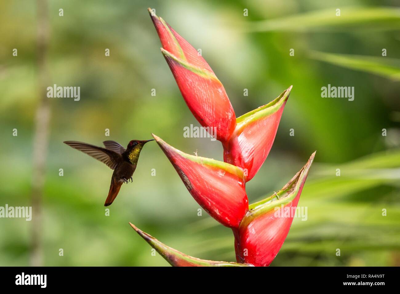 Ruby topaz  (Chrysolampis mosquitus) hovering next to pink mimosa flower, bird in flight, caribean tropical forest, Trinidad and Tobago, natural habit Stock Photo