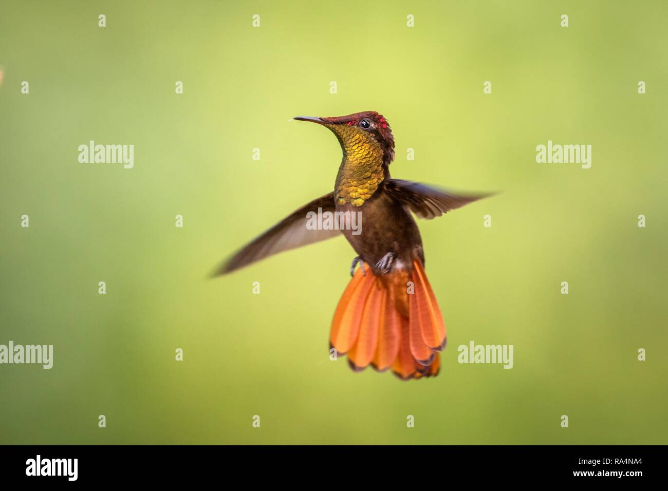 Ruby topaz (Chrysolampis mosquitus), hovering in the air, garden, caribean tropical forest, Trinidad and Tobago, bird on colorful clear background,bea Stock Photo