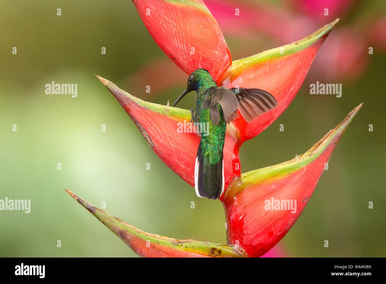 White-tailed sabrewing sitting on red flower, caribean tropical forest, Trinidad and Tobago, natural habitat, beautiful hummingbird sucking nectar,col Stock Photo