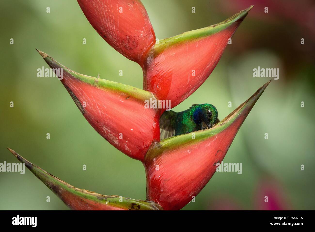 White-tailed sabrewing sitting on red flower, caribean tropical forest, Trinidad and Tobago, natural habitat, beautiful hummingbird sucking nectar,col Stock Photo