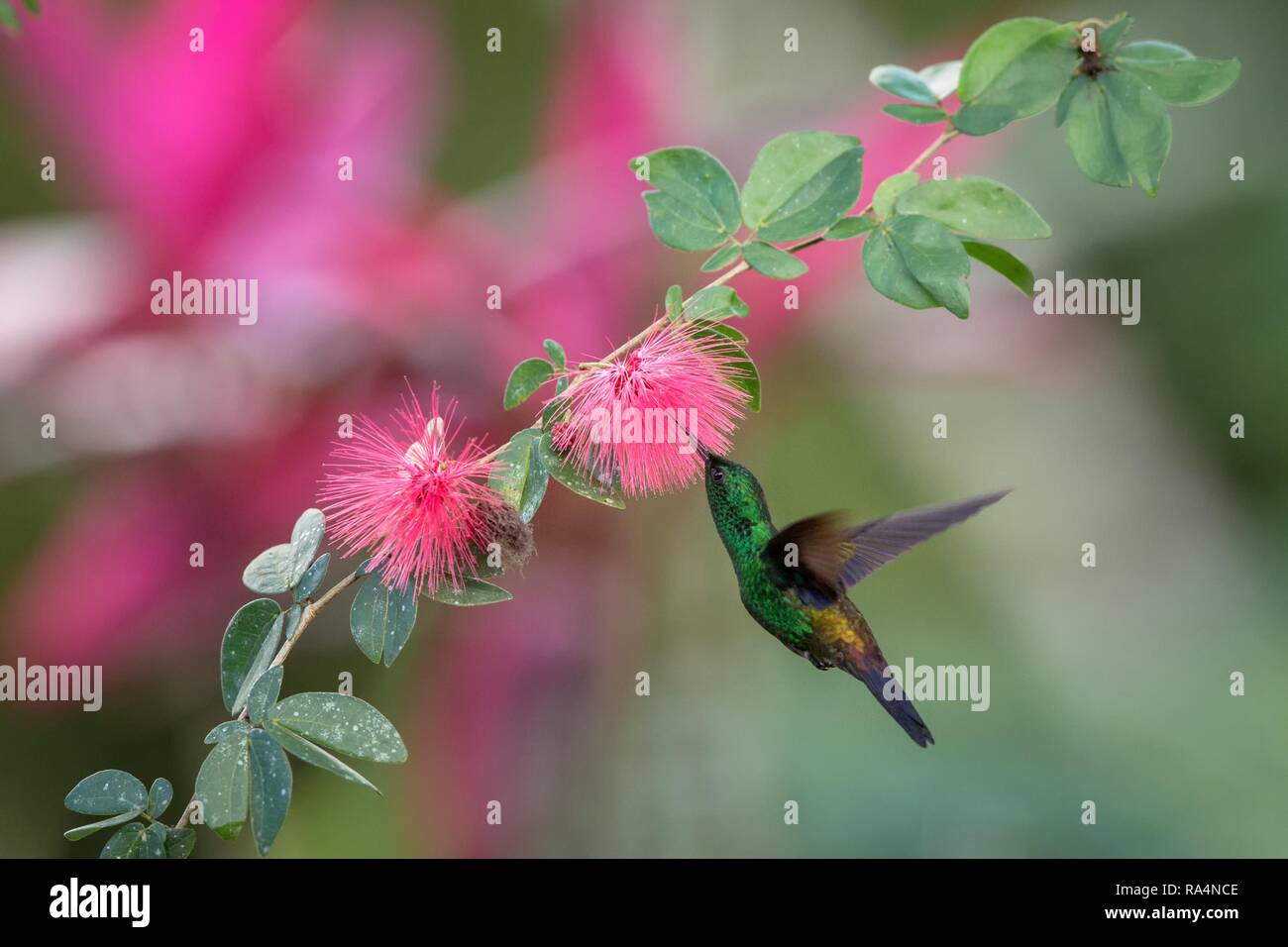 Copper-rumped Hummingbird hovering next to pink mimosa flower, bird in ...