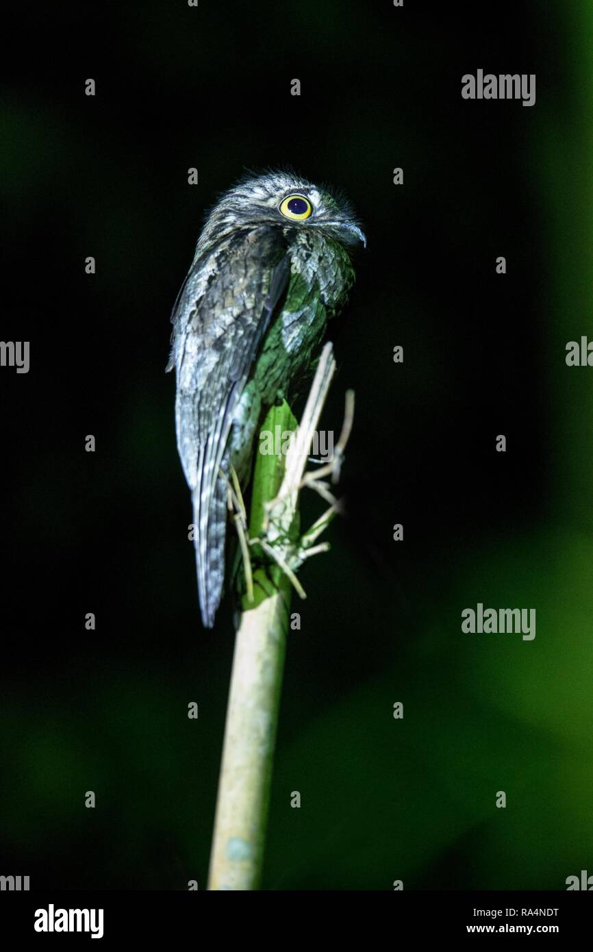 Common Potoo, Nyctibius griseus, on bamboo tree, Trinidad, tropical ...