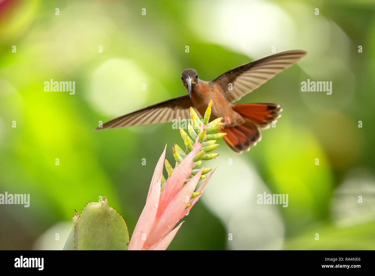 Rufous-breasted Hermit hovering next to pink and yellow flower, bird in flight, caribean tropical forest, Trinidad and Tobago, natural habitat, beauti Stock Photo