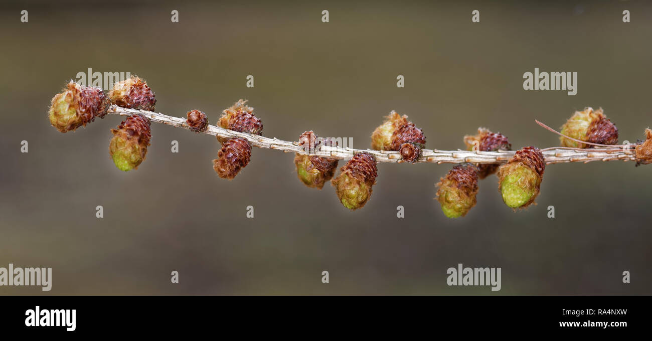 Male cones of larch tree in spring, end of May. Stock Photo
