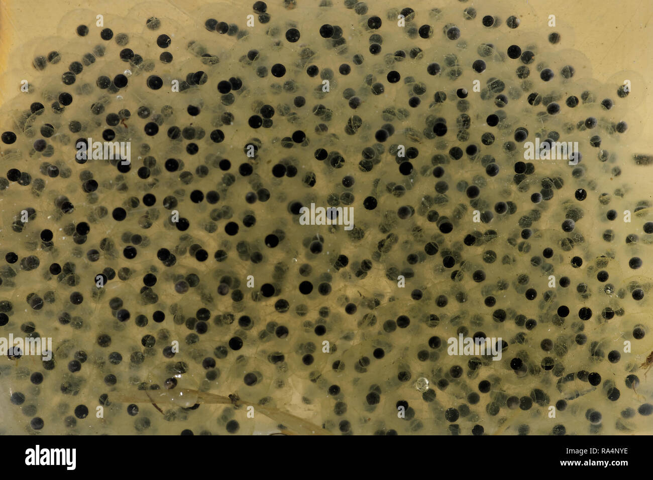 Frogspawn is a soft substance like jelly which contains the eggs of a