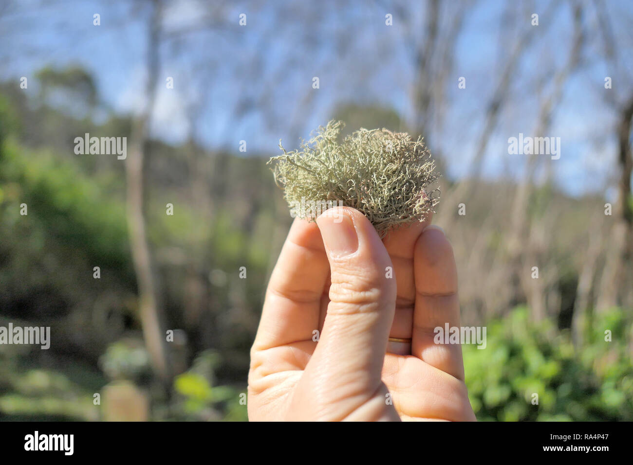 Photo of Fruticose lichen on hand in the daylight Stock Photo