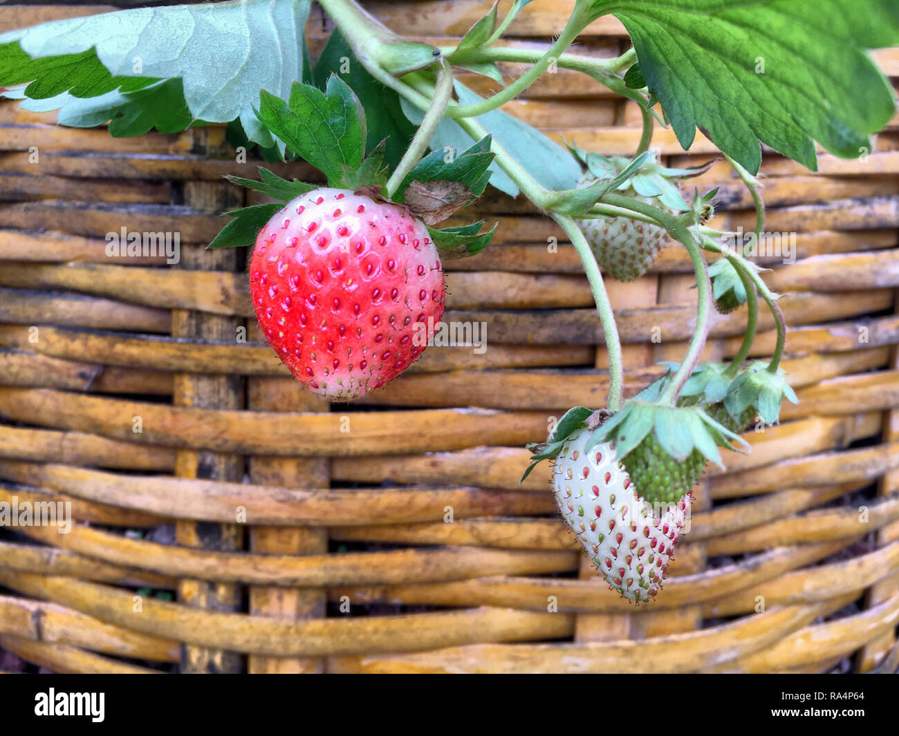 Photo of reddish and white strawberries with its leaves and brown