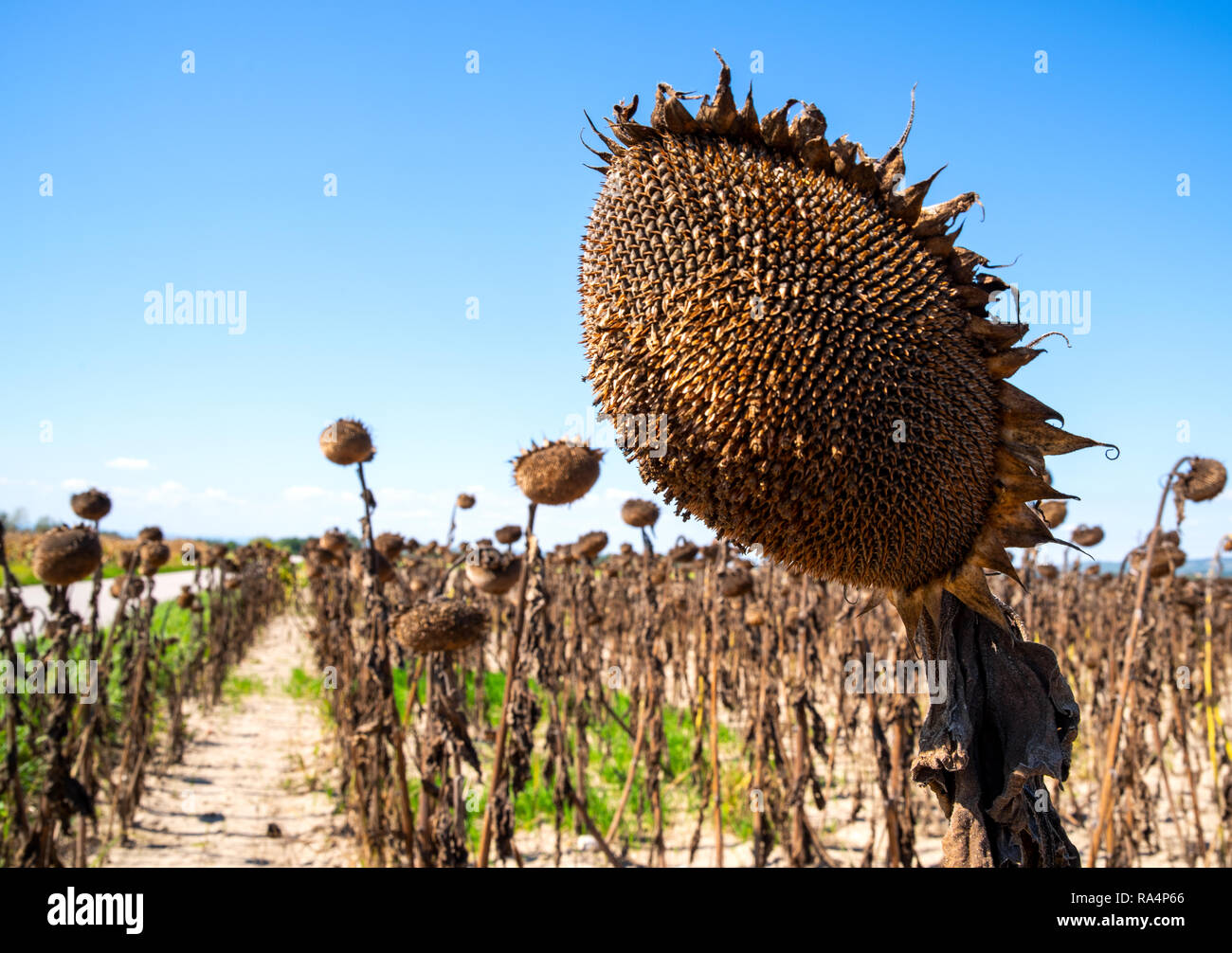 Vintage withered sunflowers Stock Photo