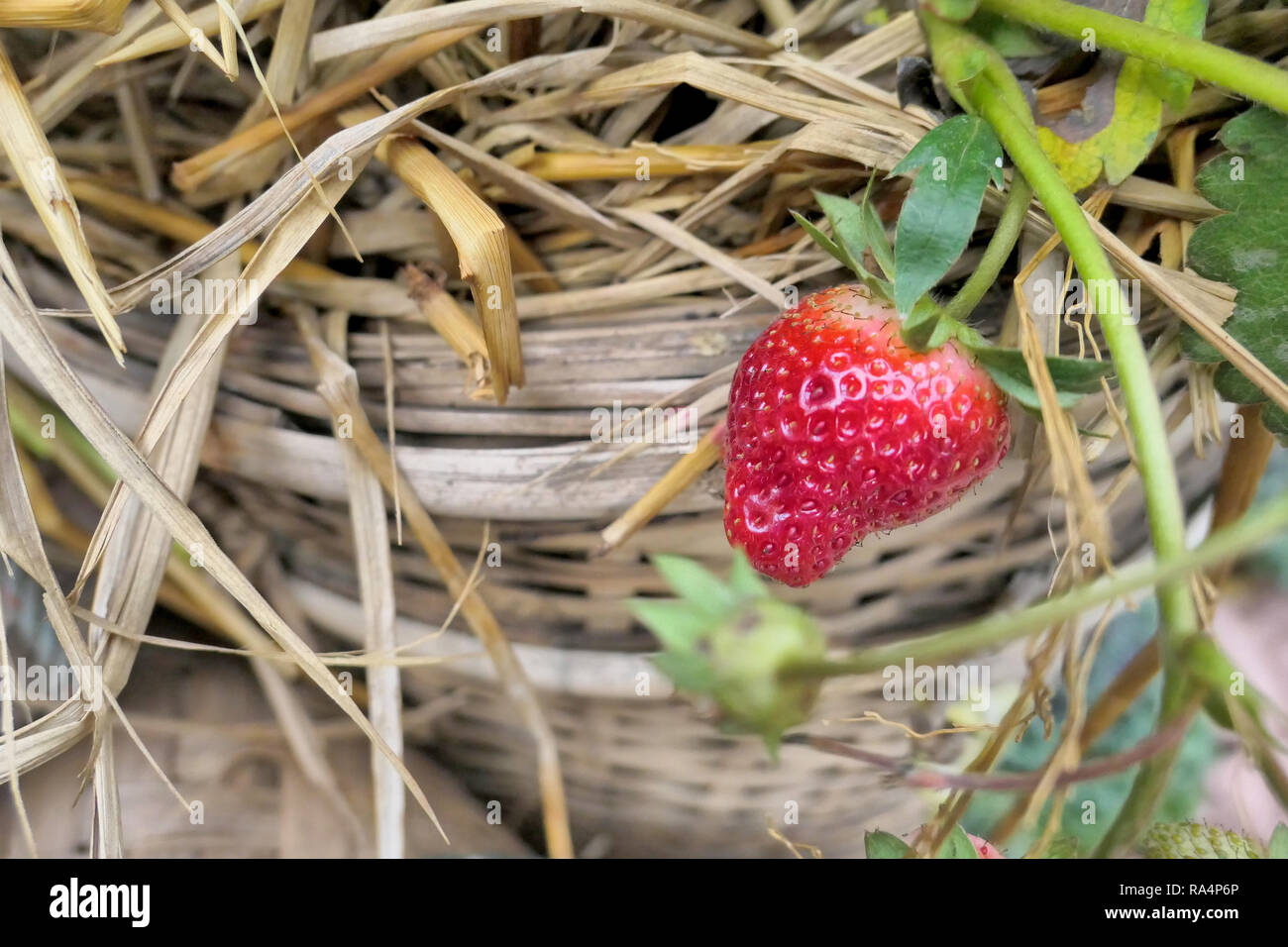 Photo of reddish and white strawberries with its leaves and brown
