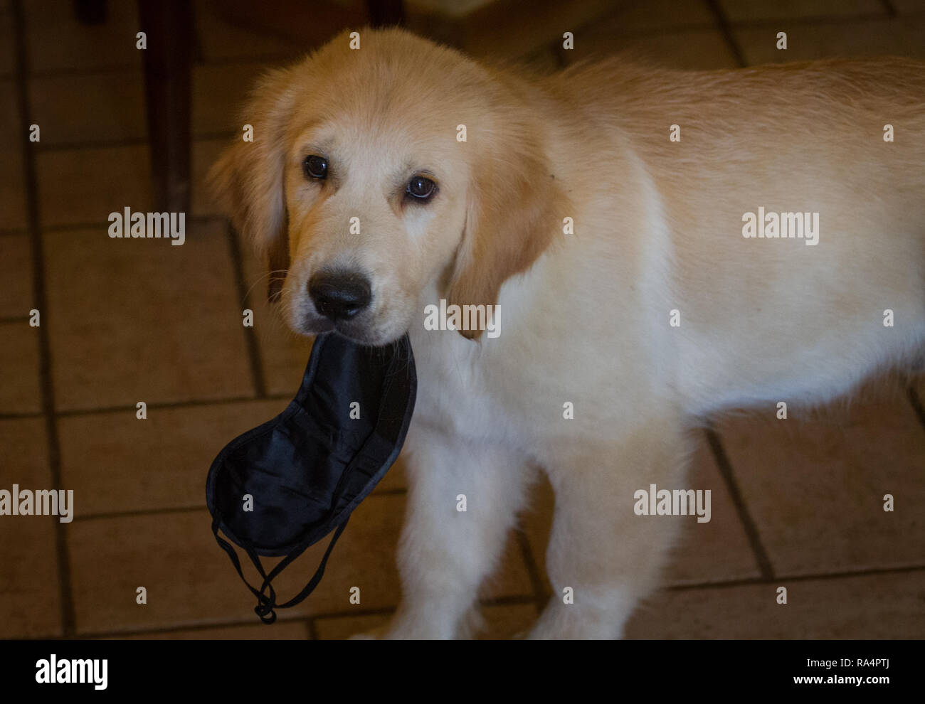 Retrievers Stock Photo