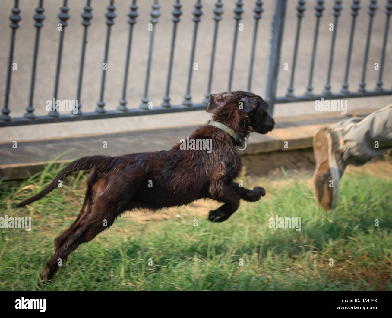 Retrievers Stock Photo