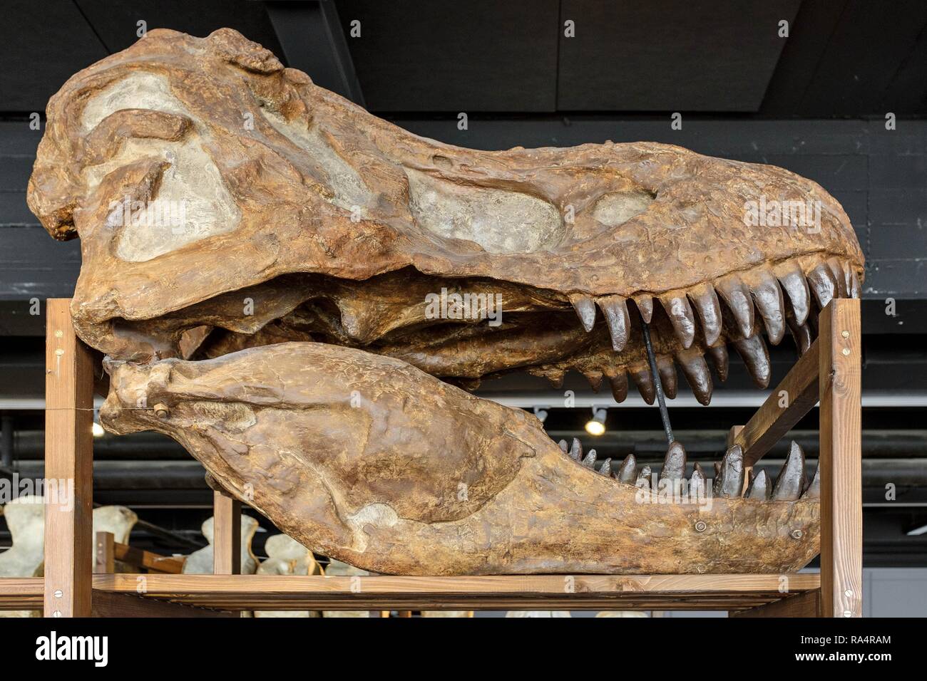 Dania - region Zealand - Kopenhaga - Muzeum Historii Naturalnej - Muzeum Zoologiczne , eksponat - model czaszki prehistorycznego gatunku dinozaura - Tyranozaur Denmark - Zealand region - Copenhagen - Stock Photo