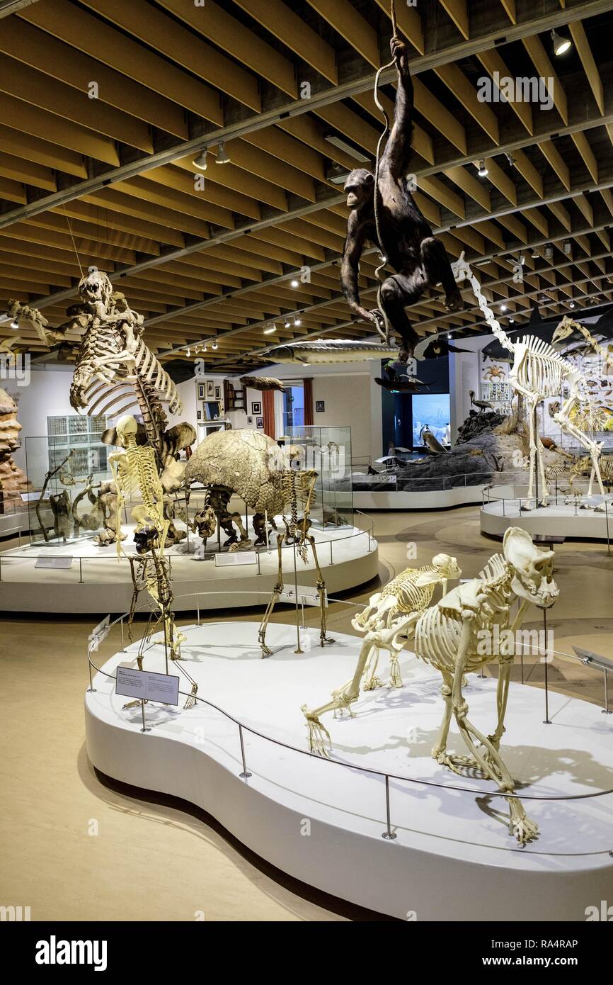 Dania - region Zealand - Kopenhaga - Muzeum Historii Naturalnej - Muzeum Zoologiczne - sala wystawowa poswiecona eksponatom ewolucji zwierzat - szkielety i skamienialosci Denmark - Zealand region - Co Stock Photo