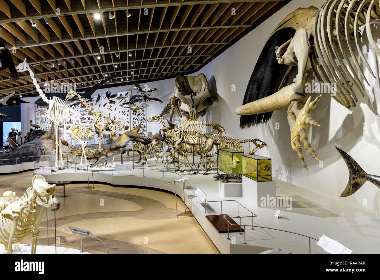 Dania - region Zealand - Kopenhaga - Muzeum Historii Naturalnej - Muzeum Zoologiczne - sala wystawowa poswiecona eksponatom ewolucji zwierzat - szkielety i skamienialosci Denmark - Zealand region - Co Stock Photo