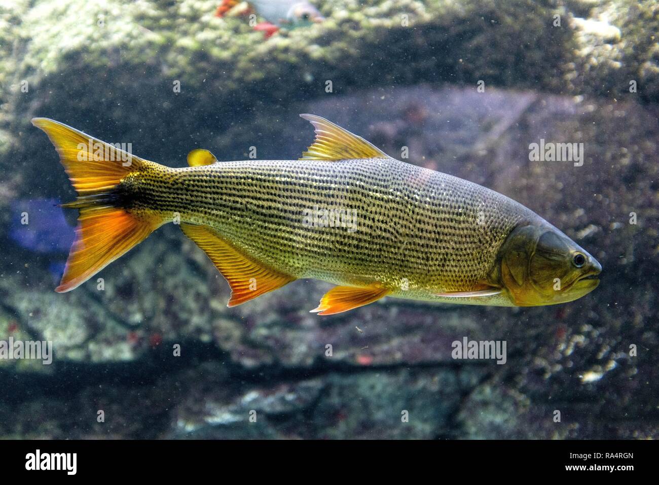 Akwarium tropikalne rejonu amazonki Ameryki Poludniowej - Dorado brazylijskie Tropical sweet water fish Brazilian Dorado, known also as Golden Dorado, River Tiger or Jaw Characin in tropical aquarium Stock Photo