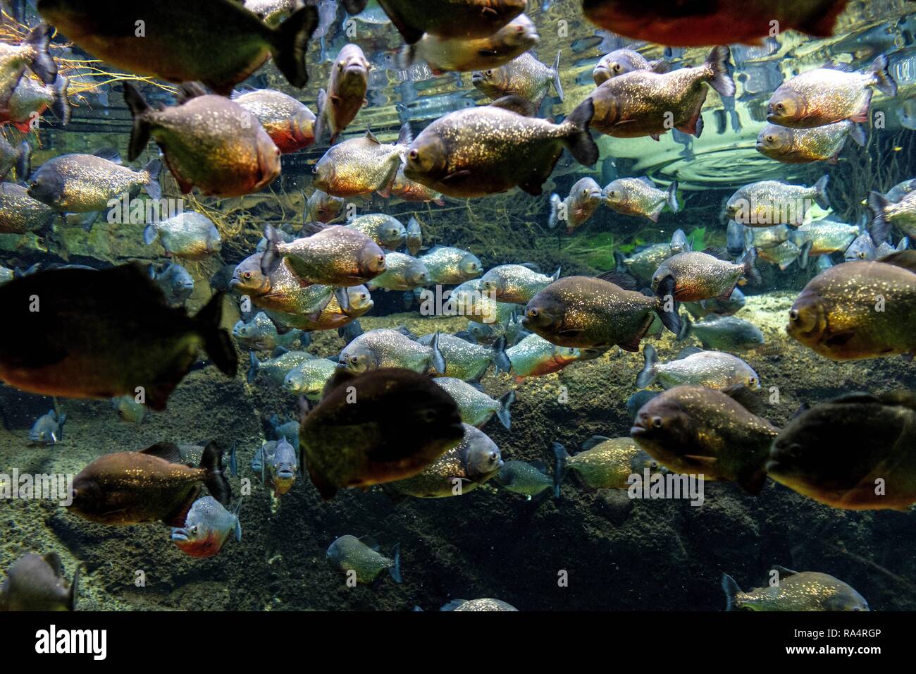 Akwarium tropikalne rejonu amazonki - roznorodne gatunki ryb w tym piranie  Tropical aquarium with mosaic of many species of colorful fish from  Amazonian region - mostly piranhas - in a zoological fac
