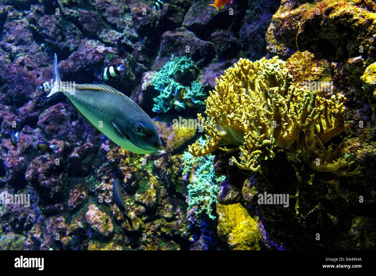 Akwarium oceaniczne - roznorodne gatunki kolorowych koralowcow w oceanarium zoologicznym Oceanic sealife aquarium with mosaic of many species of colorful corals in a zoological oceanarium Stock Photo